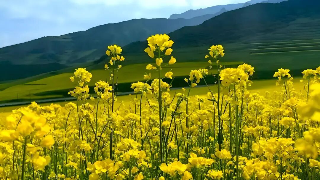 爱舒床垫 ×《温暖的客栈》开启2026治愈系夏天-Asnug Mattress — Refined Sleep from Shanghai